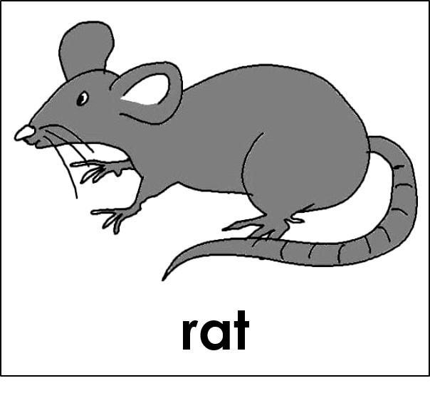 rat